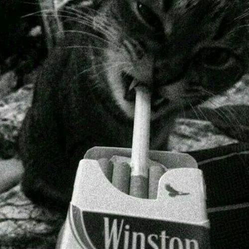 Whaiter 
